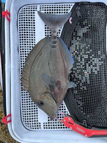 サンノジの釣果