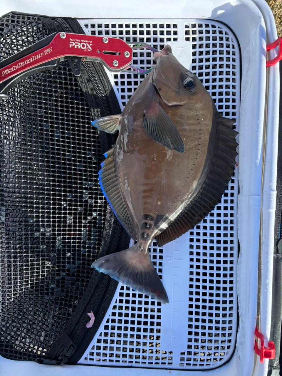 okumoさんの釣果 2枚目の画像