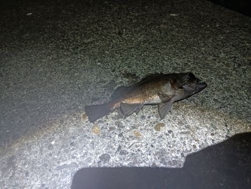 シロメバルの釣果