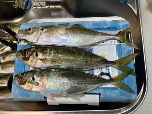 アジの釣果