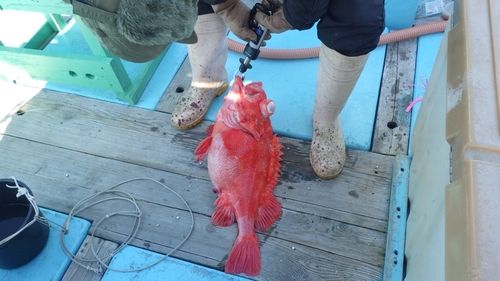 アコウダイの釣果