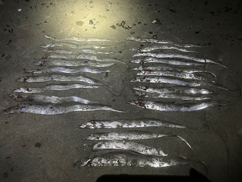 タチウオの釣果