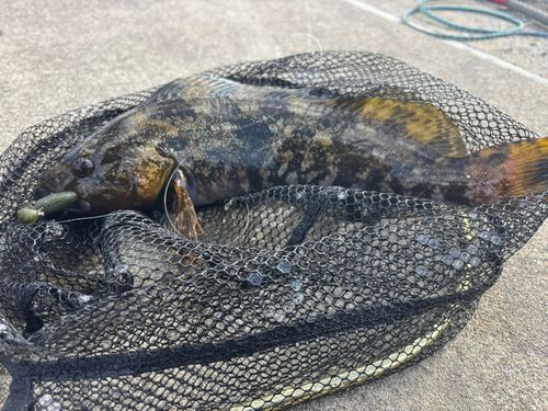 アイナメの釣果