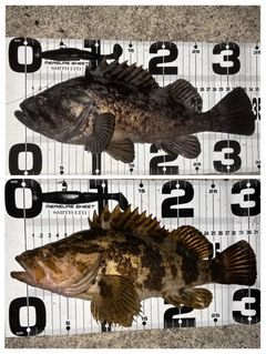 クロソイの釣果