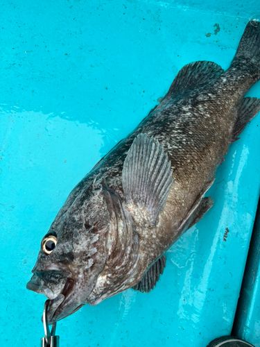 クロソイの釣果