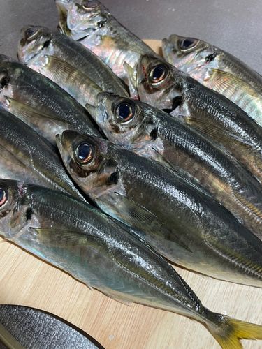 アジの釣果