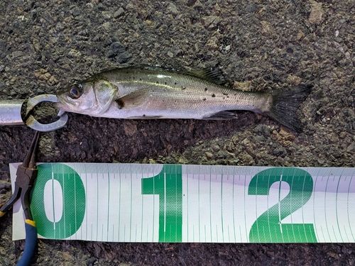 東京湾（アクアライン〜富津）