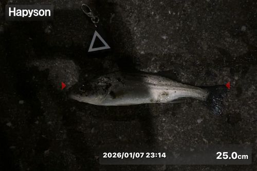 シーバスの釣果