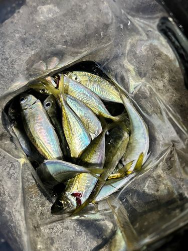 マアジの釣果