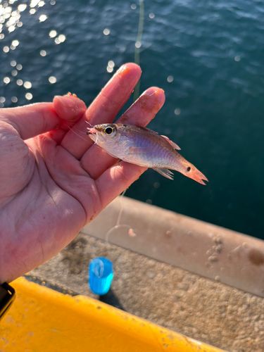 クロホシイシモチの釣果