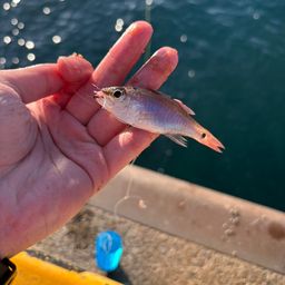 クロホシイシモチ