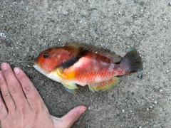 イラの釣果