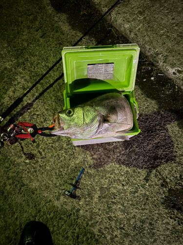 ヒラスズキの釣果