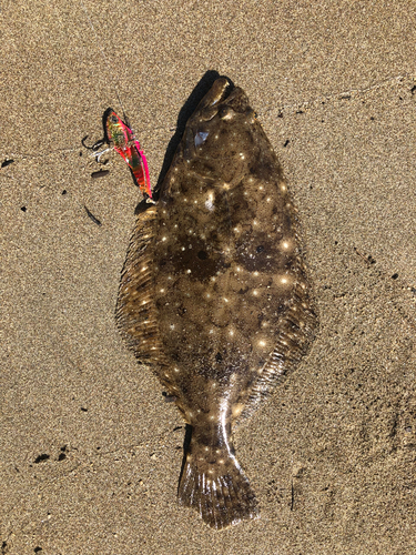 ヒラメの釣果