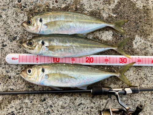 アジの釣果