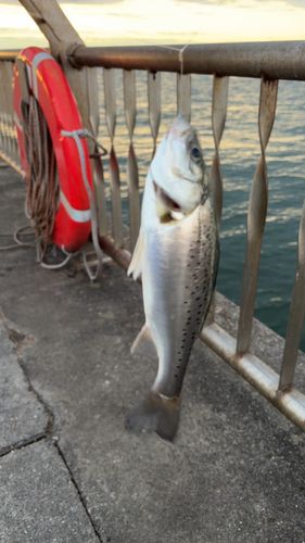 セイゴ（タイリクスズキ）の釣果