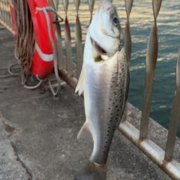 セイゴ（タイリクスズキ）