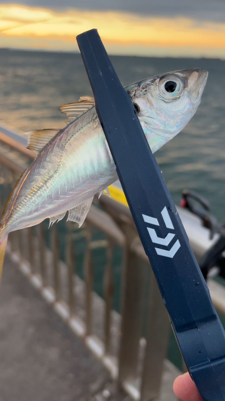 SHIMANO 23マルチマリン M450の最安値・インプレ・釣果 | 本音の口コミ