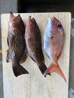 オオモンハタの釣果