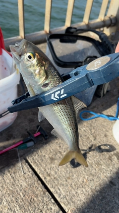 コノシロの釣果