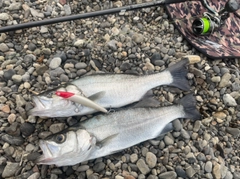 ヒラスズキの釣果