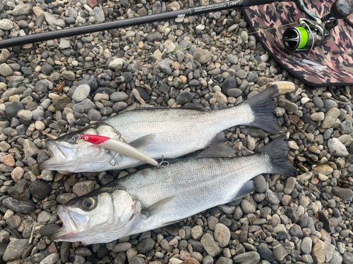 ヒラスズキの釣果