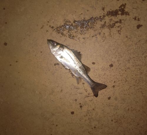 セイゴ（マルスズキ）の釣果