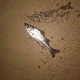 セイゴ（マルスズキ）