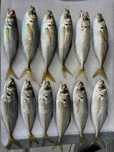 アジの釣果