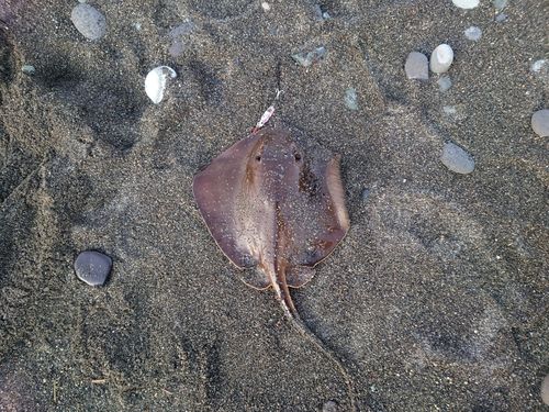 アカエイの釣果