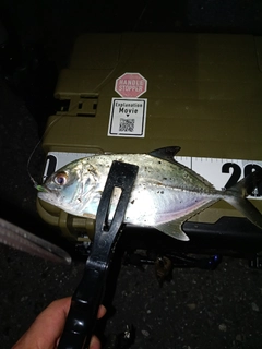 メッキの釣果