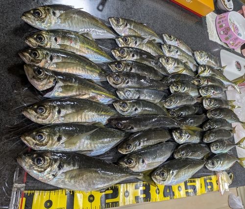 アジの釣果
