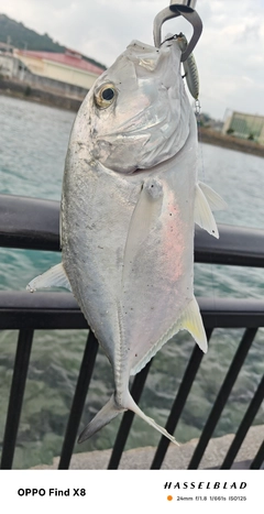 オニヒラアジの釣果