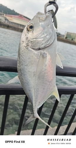 オニヒラアジの釣果