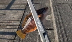 ホシササノハベラの釣果