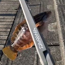 ホシササノハベラ