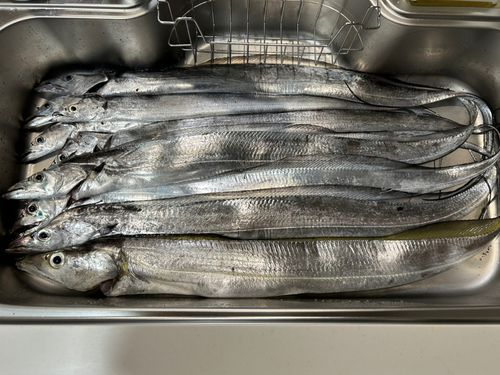 タチウオの釣果