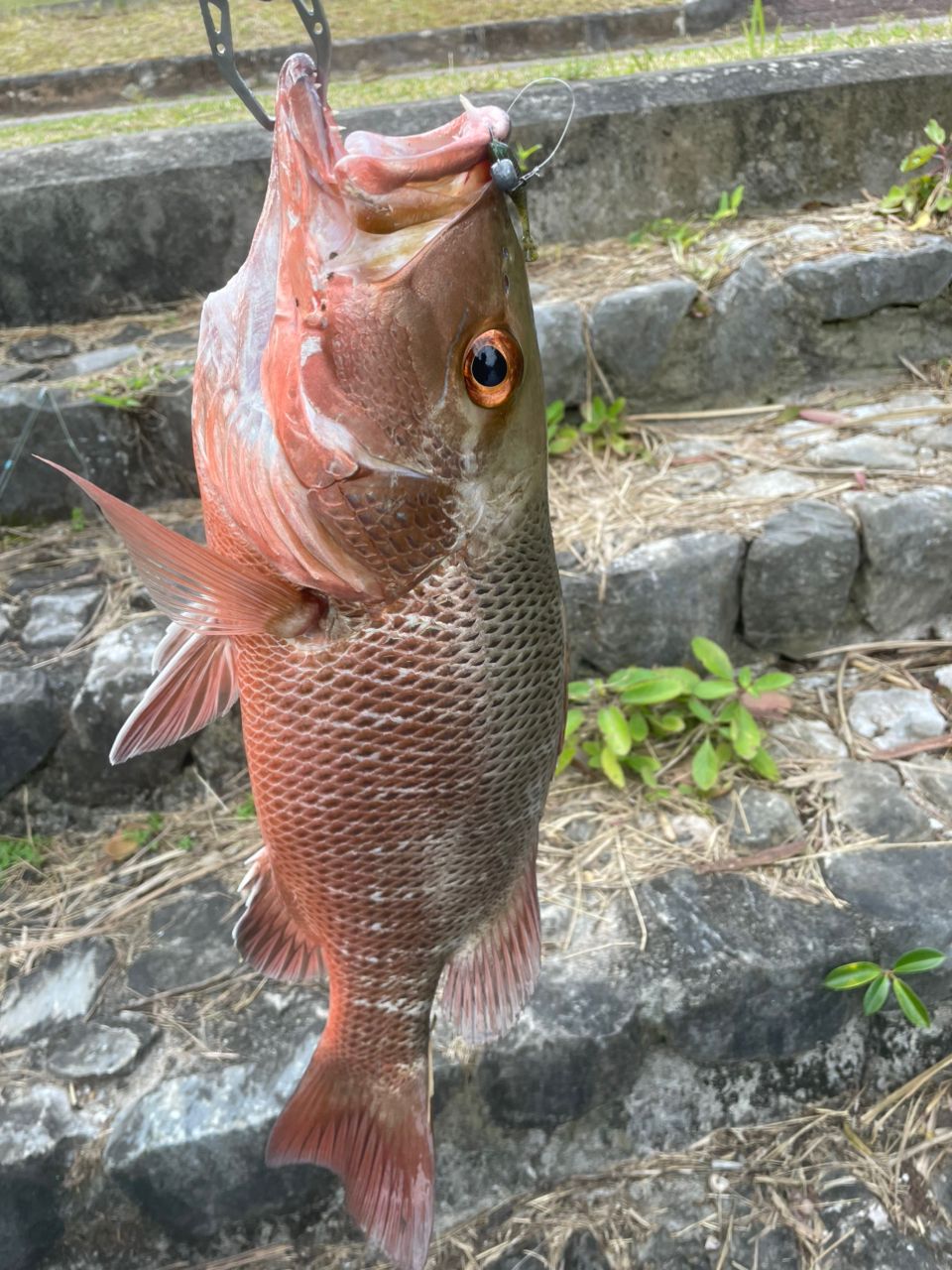 マングローブジャック