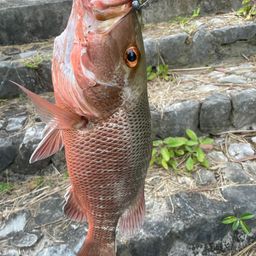 マングローブジャック