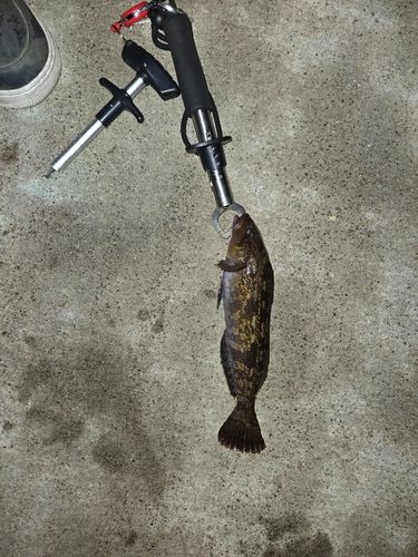 アイナメの釣果