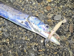 タチウオの釣果