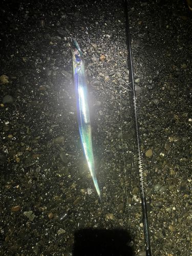 タチウオの釣果