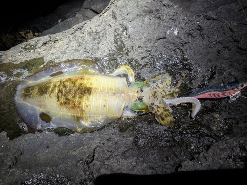 アオリイカの釣果