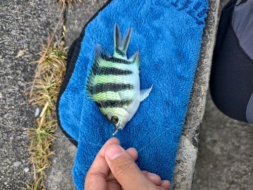 ロクセンスズメダイの釣果