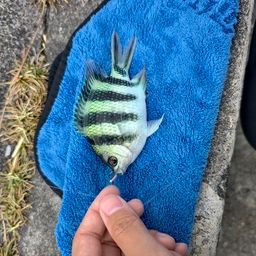 ロクセンスズメダイ