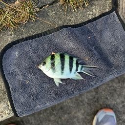 ロクセンスズメダイ