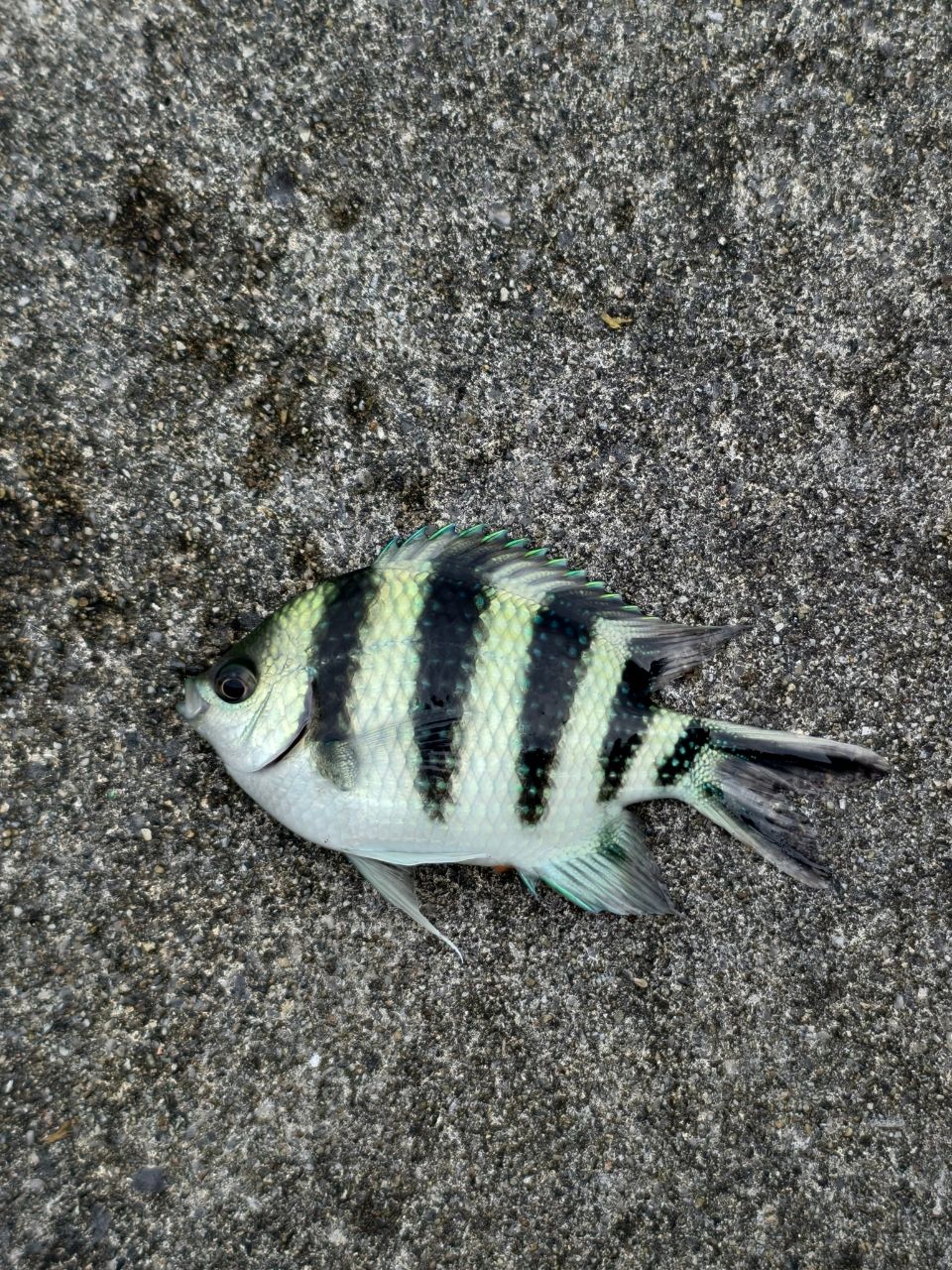 ロクセンスズメダイ