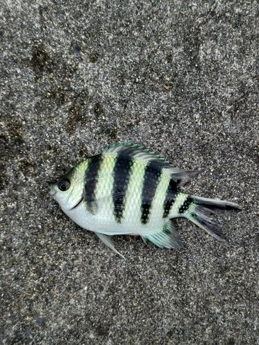 ロクセンスズメダイの釣果