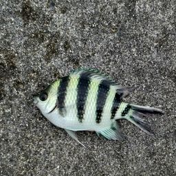 ロクセンスズメダイ