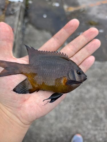 ソラスズメダイの釣果
